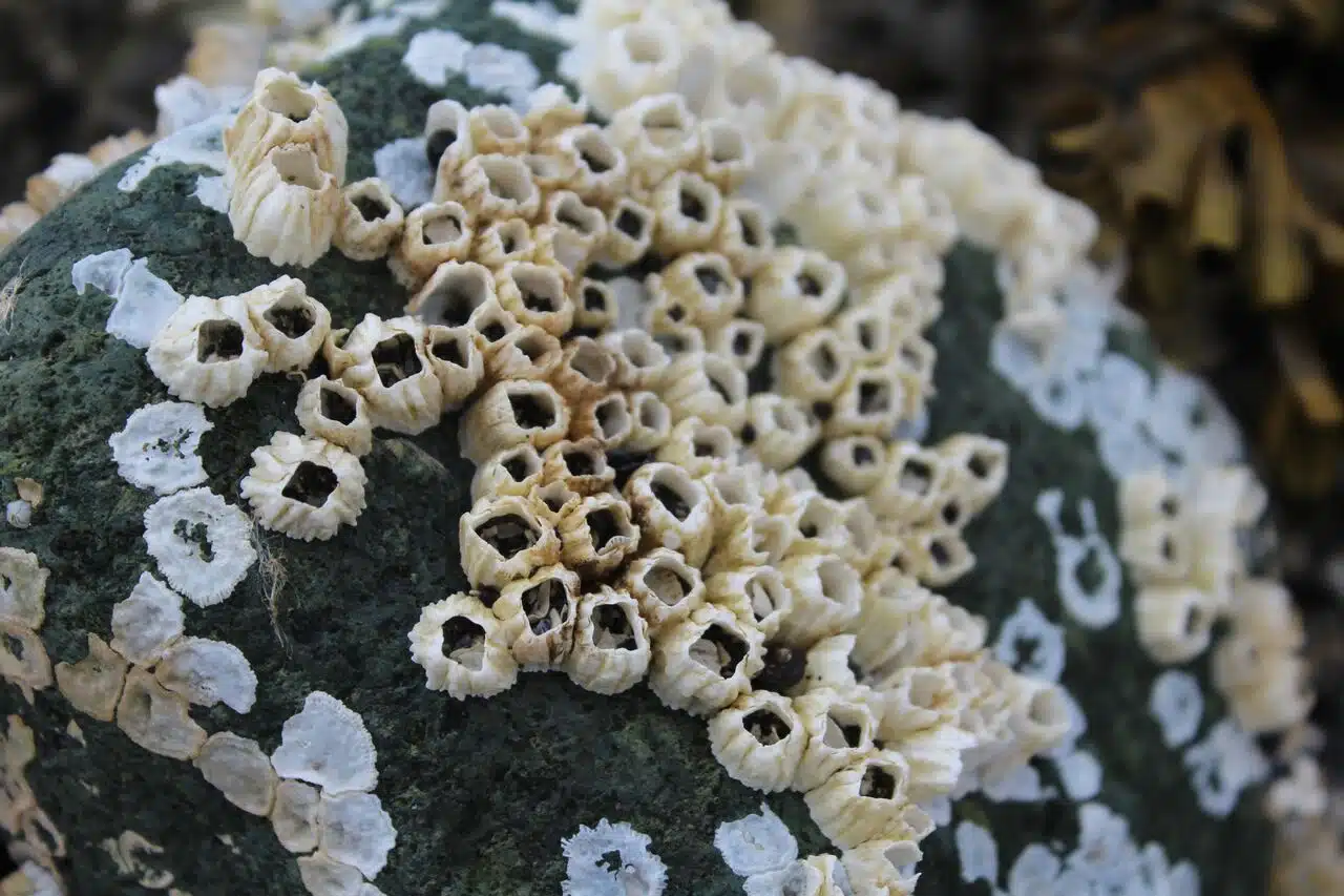 Photo of barnacles on a rock