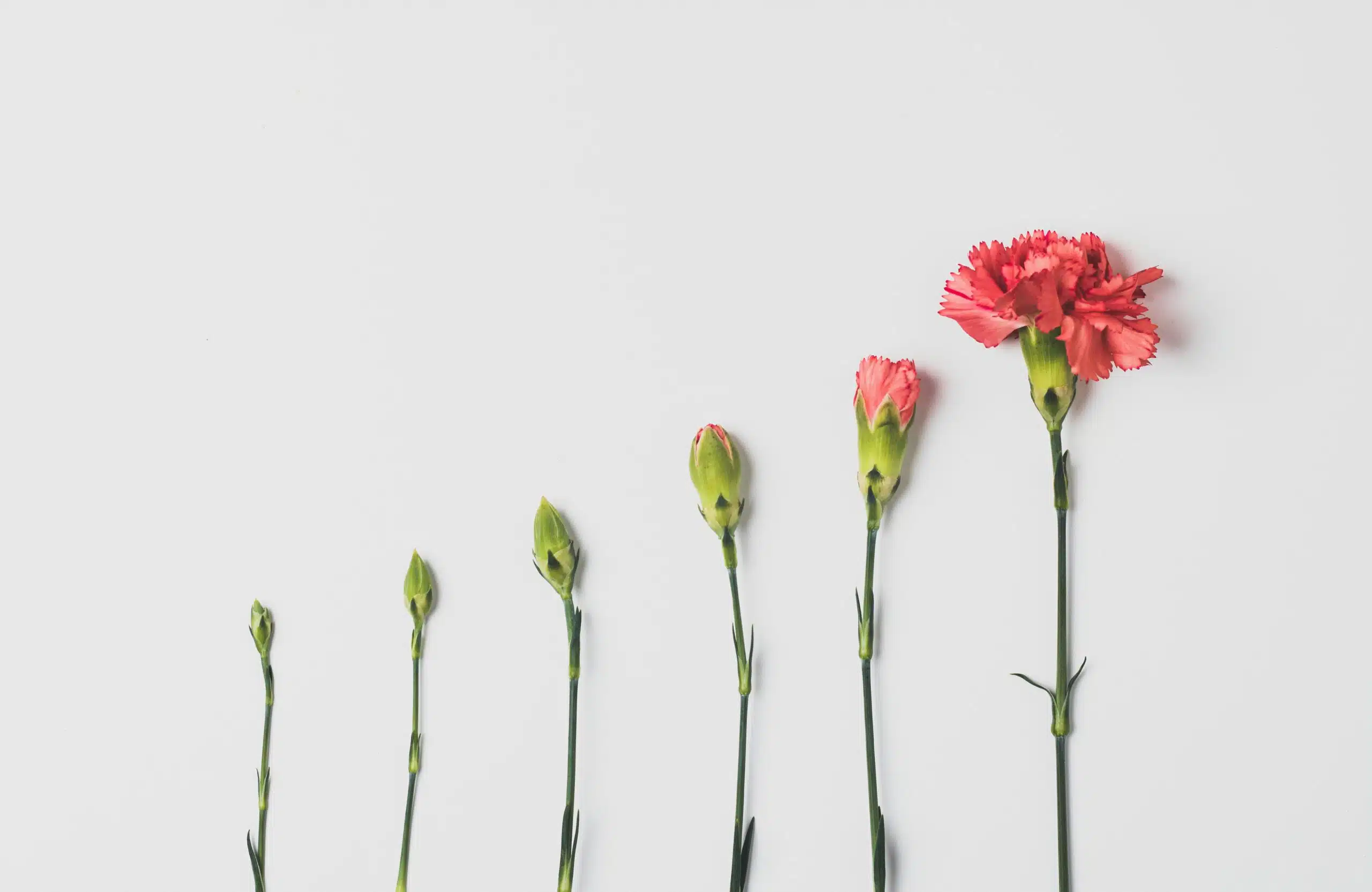 Photo of flowers showing the progression of a bud to a full bloom