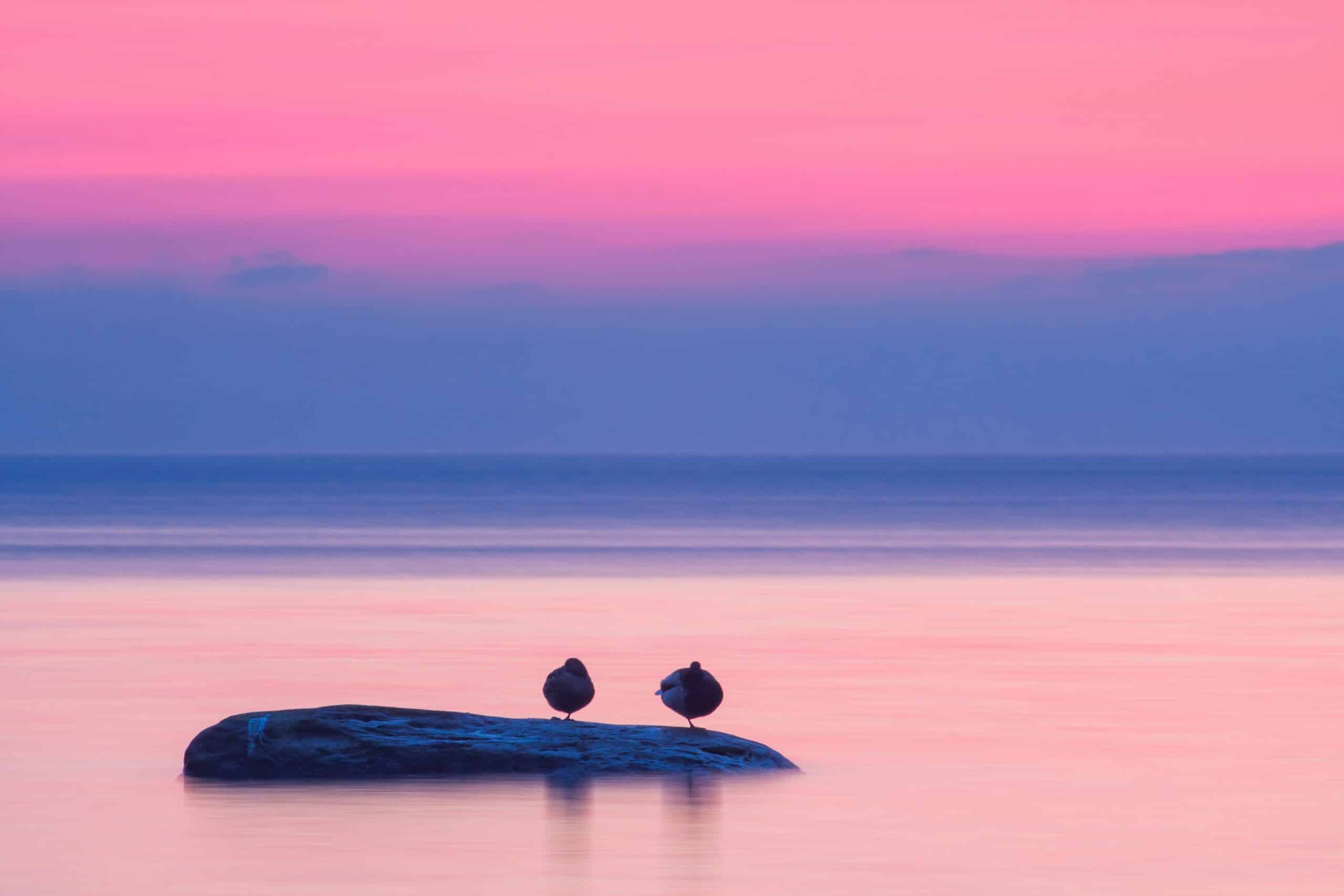 Peaceful gulls at a lavender sunset